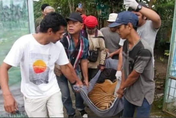 Harimau Sumatra Berjenis Kelamin Betina Yang Sempat Memangsa Seekor Lembu, Sudah Dipindahkan Ke Barumun Nagari Wildlife Sanctuary.(Doc: DETIK Indonesia)