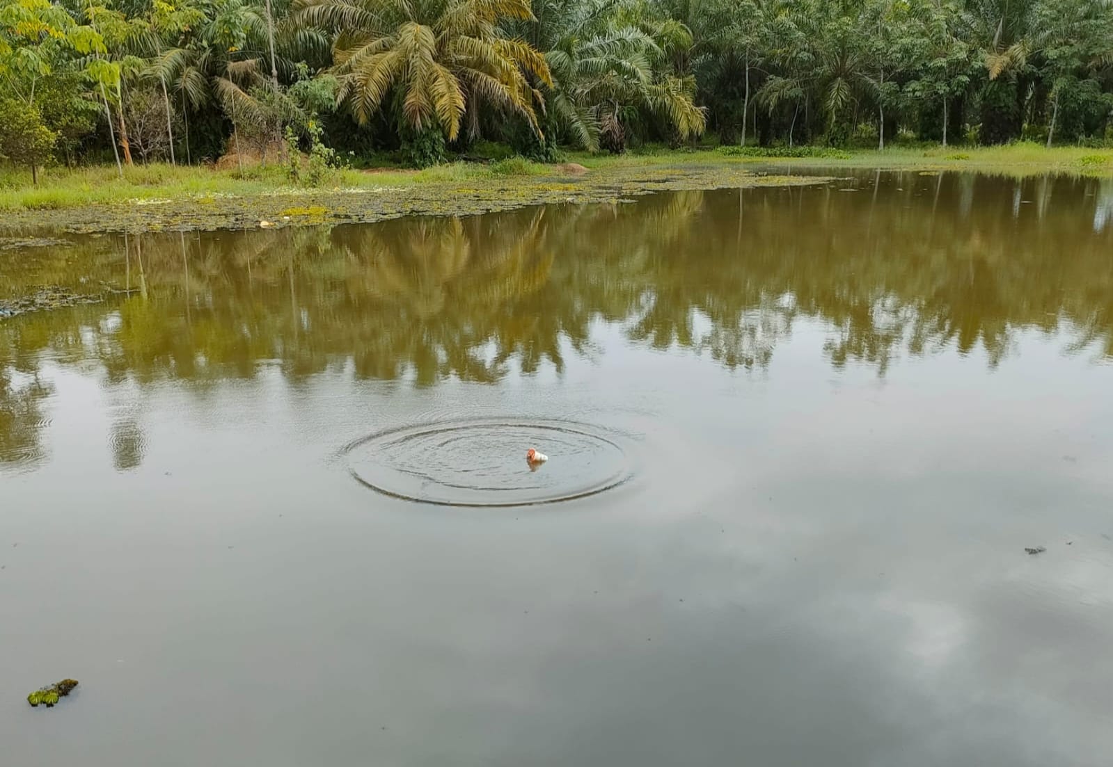 Sukari Yang Ditemukan Tewas Mengapung Di Air Kolam,(Doc:DETIK Indonesia)