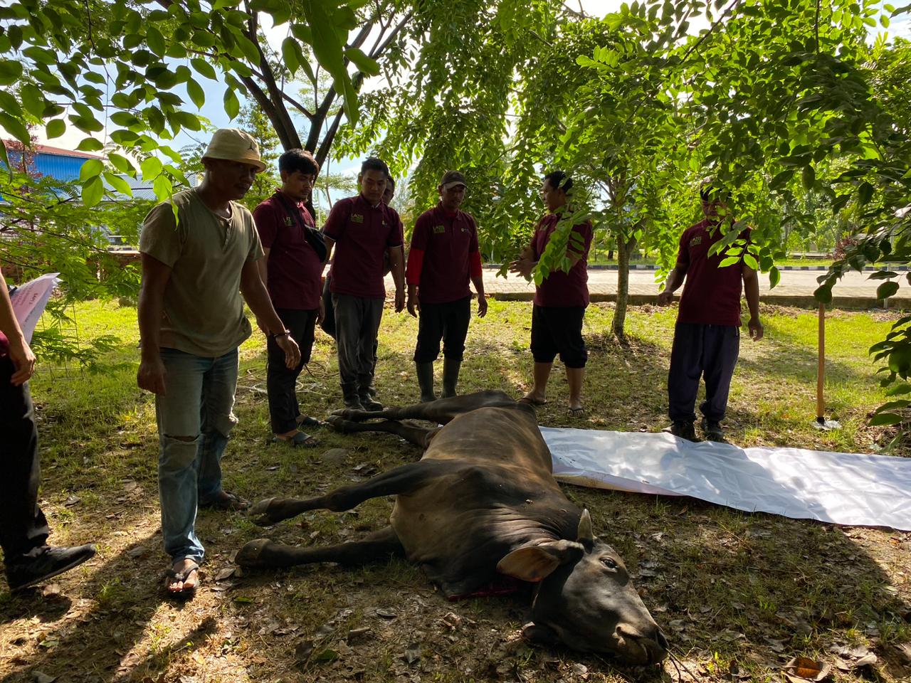 Kabupaten Langkat Sumatera Utara Gelar Penyembelihan Hewan Qurban Sebanyak 4 Ekor Sapi dan 2 Ekor Domba.(detikindonesia.co.id)