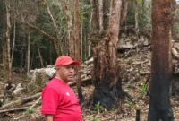Bupati Spei Yan Bidana, ST,M.Si saat memantau salah satu kawasan hutan di Pegunungan Bintang yang dibakar dan ditebang. (Detik Indonesia/Papua Bangkit)