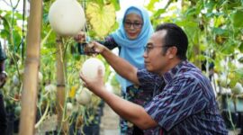 Bupati Sragen, Sigit Pamungkas berkunjung diperkebunan modern berkonsep green house tanaman melon di Tani Lancar Barokah, Dukuh Pilangrejp, Desa Puro, Kecamatan Karangmalang || dok Pemkab Sragen