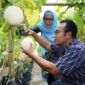 Bupati Sragen, Sigit Pamungkas berkunjung diperkebunan modern berkonsep green house tanaman melon di Tani Lancar Barokah, Dukuh Pilangrejp, Desa Puro, Kecamatan Karangmalang || dok Pemkab Sragen