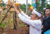 Gubernur Dedi Mulyadi saat panen jagung. (Detik Indonesia/BISNIS.COM)