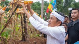 Gubernur Dedi Mulyadi saat panen jagung. (Detik Indonesia/BISNIS.COM)