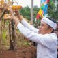 Gubernur Dedi Mulyadi saat panen jagung. (Detik Indonesia/BISNIS.COM)