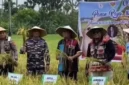Gubernur NTT, Melki Laka Lena (tengah), turut serta dalam panen raya padi di Boiai (Mbueain), Rote Barat, pada Kamis (1/5/2025). Panen ini berlangsung di lahan milik Ketua Sinode GMIT, Pendeta Samuel Pandi. /@melkilakalena.official