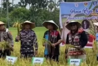 Gubernur NTT, Melki Laka Lena (tengah), turut serta dalam panen raya padi di Boiai (Mbueain), Rote Barat, pada Kamis (1/5/2025). Panen ini berlangsung di lahan milik Ketua Sinode GMIT, Pendeta Samuel Pandi. /@melkilakalena.official