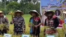 Gubernur NTT, Melki Laka Lena (tengah), turut serta dalam panen raya padi di Boiai (Mbueain), Rote Barat, pada Kamis (1/5/2025). Panen ini berlangsung di lahan milik Ketua Sinode GMIT, Pendeta Samuel Pandi. /@melkilakalena.official