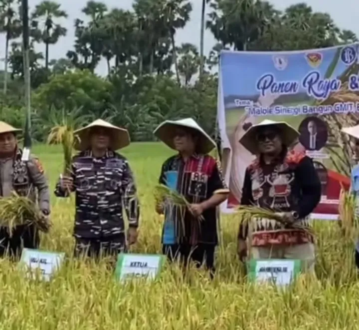 Gubernur NTT, Melki Laka Lena (tengah), turut serta dalam panen raya padi di Boiai (Mbueain), Rote Barat, pada Kamis (1/5/2025). Panen ini berlangsung di lahan milik Ketua Sinode GMIT, Pendeta Samuel Pandi. /@melkilakalena.official
